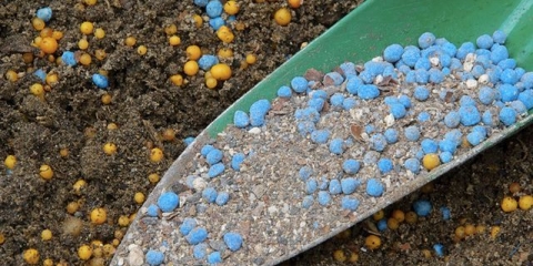 Kako hraniti gladiole za obilno cvjetanje